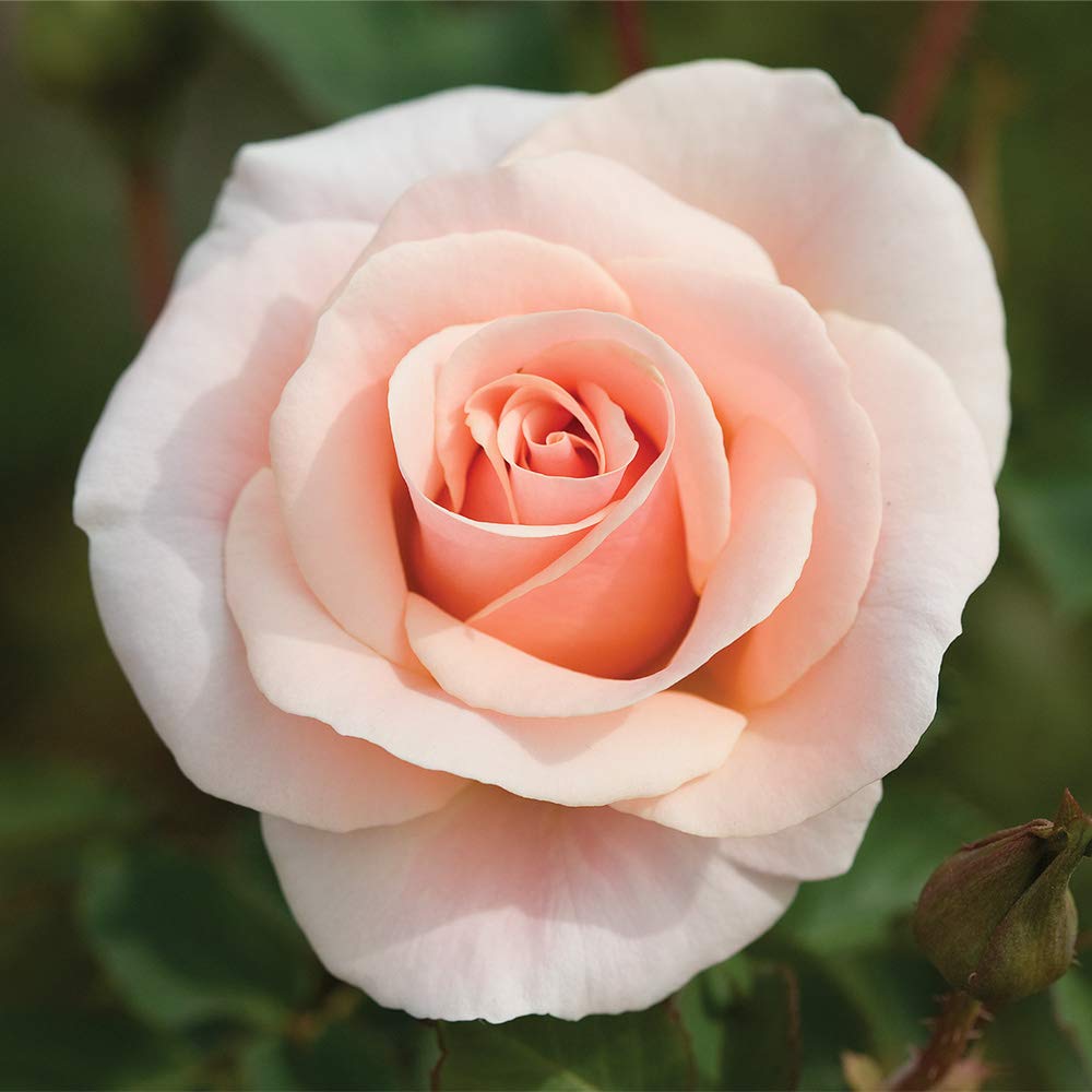 Pretty Roseシア一フレア一スカ一ト Amazon.com : Heirloom Roses Garden Rose Bush - Pretty Lady® Live